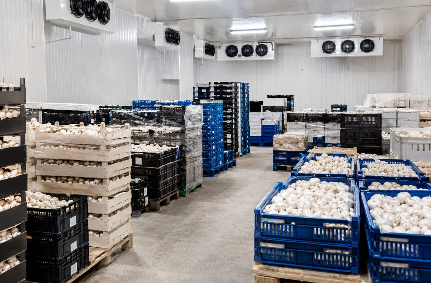 Mushroom cold storage